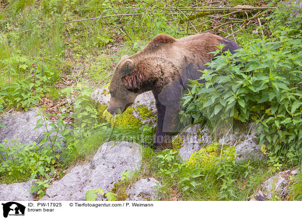 Europischer Braunbr / brown bear / PW-17925