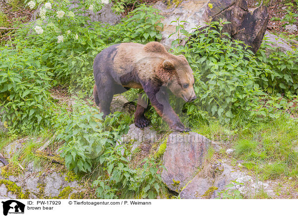 Europischer Braunbr / brown bear / PW-17929