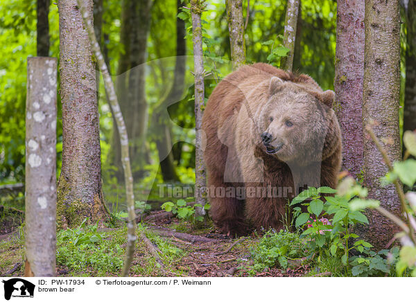 Europischer Braunbr / brown bear / PW-17934