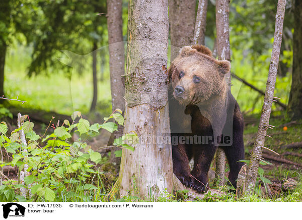 Europischer Braunbr / brown bear / PW-17935