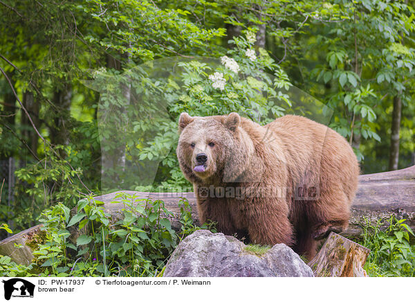 Europischer Braunbr / brown bear / PW-17937