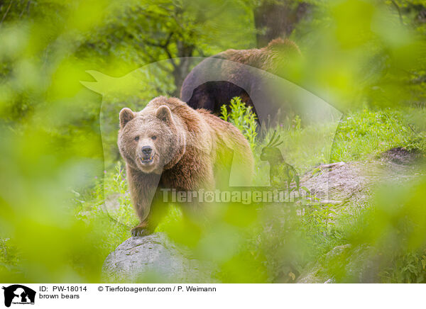 Europische Braunbren / brown bears / PW-18014