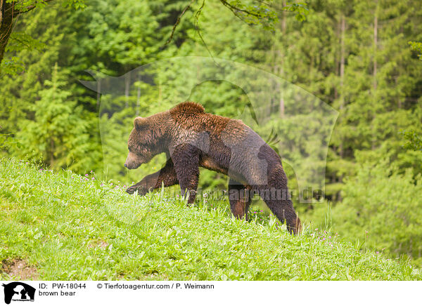 brown bear / PW-18044