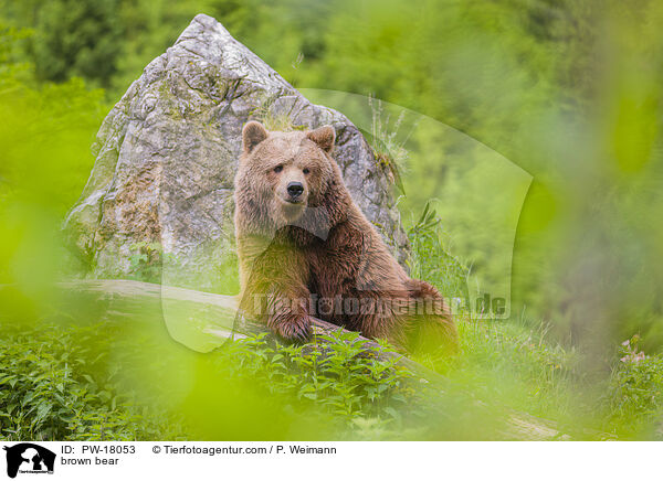 Europischer Braunbr / brown bear / PW-18053