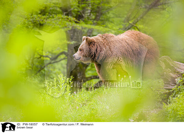 brown bear / PW-18057