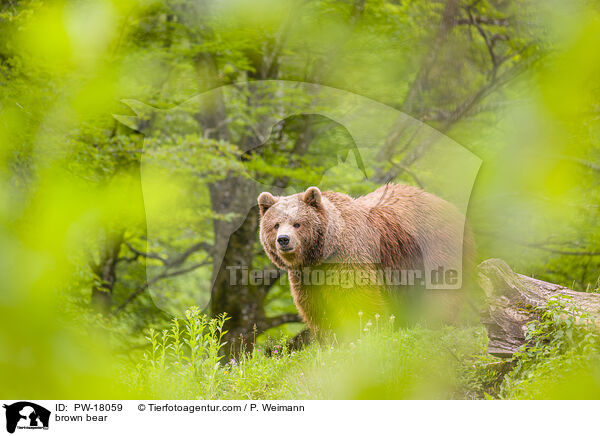 brown bear / PW-18059