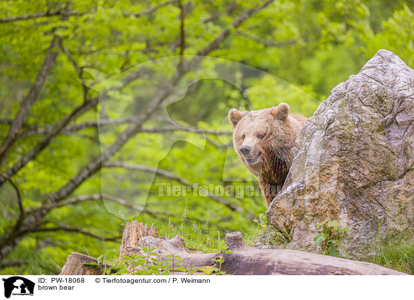 brown bear / PW-18068