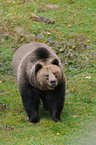 european brown bear