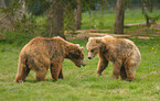 playing european brown bears