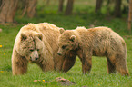 european brown bears