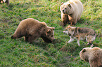 european brown bears and greywolf