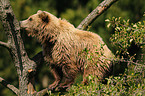 climbing brown bear