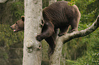 climbing brown bear