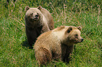 brown bears