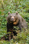 brown bear