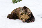 brown bear