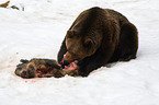 eating brown bear