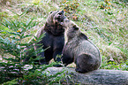 brown bears