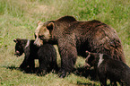 brown bears