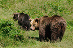 brown bears