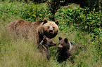 brown bears