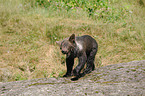 young brown bear