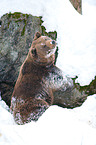 brown bear