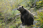 brown bear