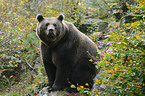 brown bear