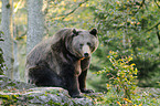 brown bear