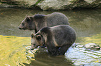 brown bears