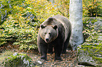 brown bear