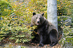 brown bear