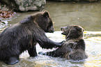 brown bears