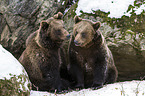 brown bears