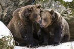 brown bears