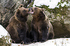 brown bears