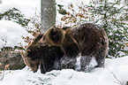 brown bears