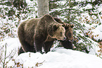 brown bears