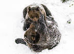 brown bears