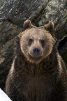 brown bear