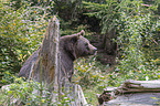 brown bear