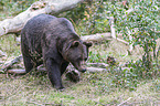 brown bear