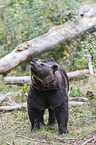 brown bear