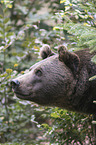 brown bear