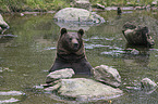 brown bear