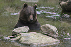 brown bear