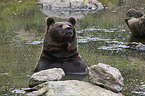 brown bear