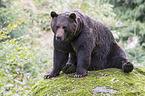 brown bear