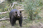 brown bear